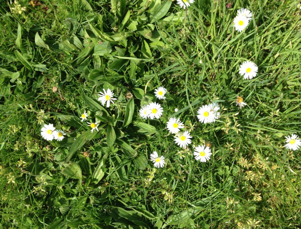 daisy meadow