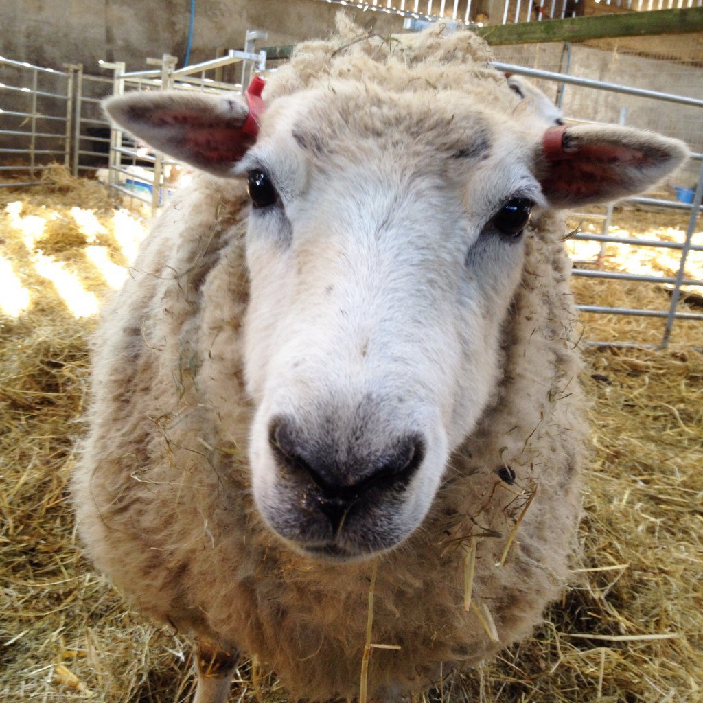 Sheep named Lucky from the farm in Cobham