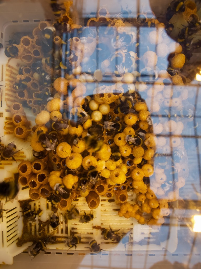 Bumble bees in tomato green house, Iceland