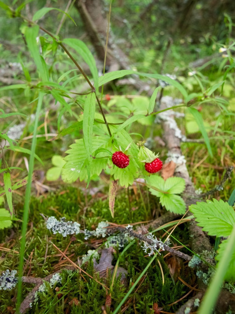 Wild strawberries in Lithuania