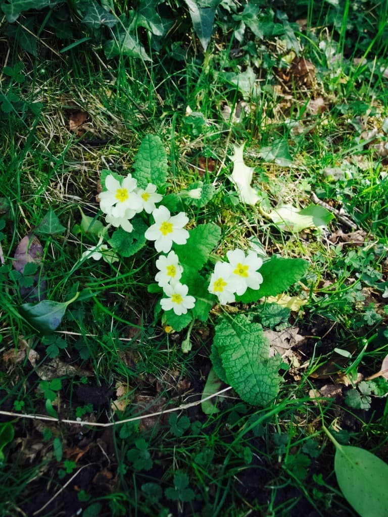 Devon in spring: full of primroses