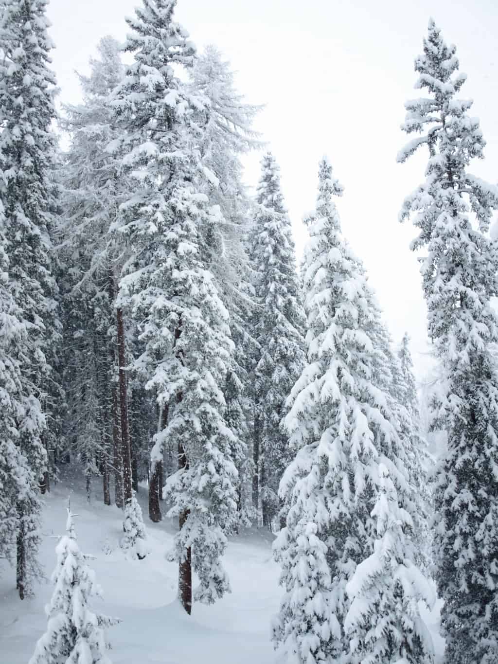 Forest in snow inspiration from our recent trip to Austrian Alps